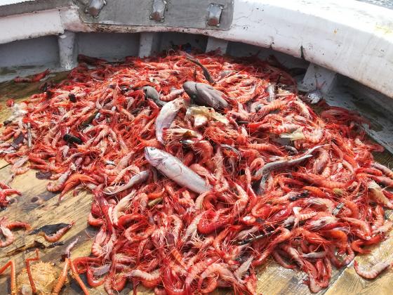 pesca