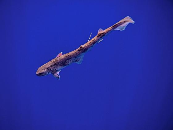pesce
