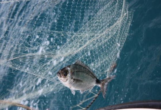 pesce2